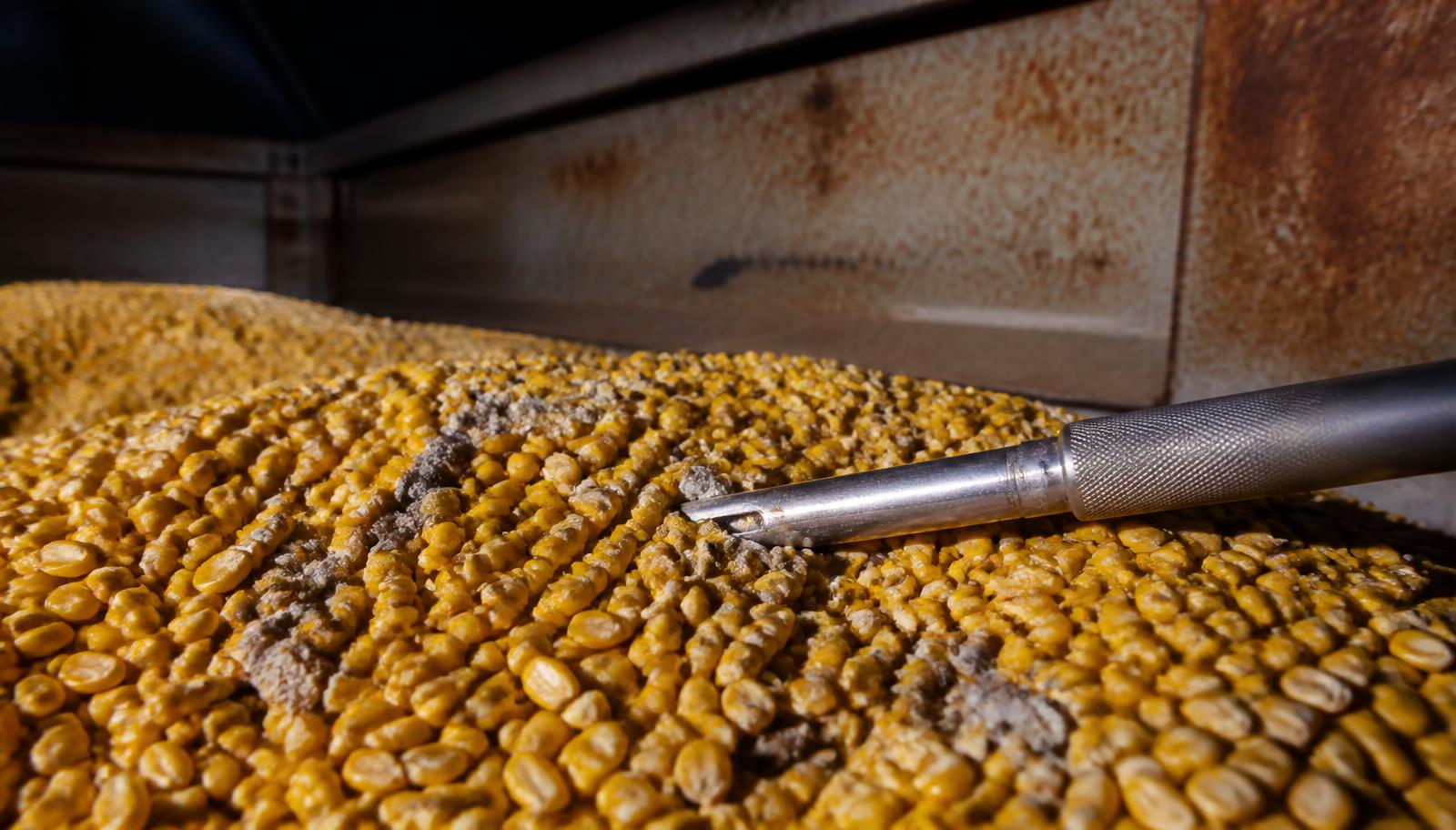 Close-up of yellow maize kernels in a vessel cargo hold with grey mould patches and a steel sampling spear